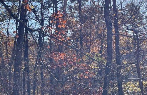 Hot Springs Village House | The Treehouse - Cozy Cottage in the Woods