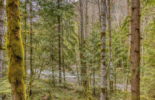 Rhododendron House | The Wildhood Cabin at Mt Hood