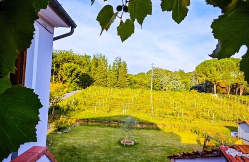 Lappato Apartment | The Wine Housenappartamento in casa tipica rurale toscana