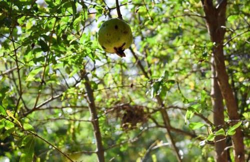 Ambagollapathana Bed & Breakfast | The Wisdom Home
