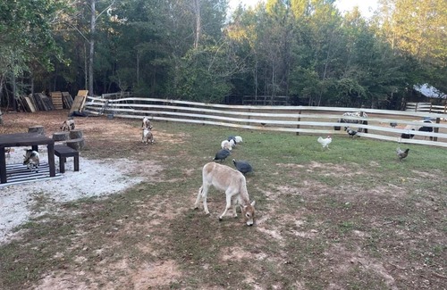Tallahassee RV Rental | Therapy Farmstay- 50’ RV pond site