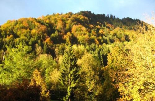 Immenstadt im Allgaeu Apartment | Top! Wohnung direkt am Fuß der Berge im Oberallgäu
