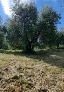 Orvieto House | Tra gli ulivi e il panorama