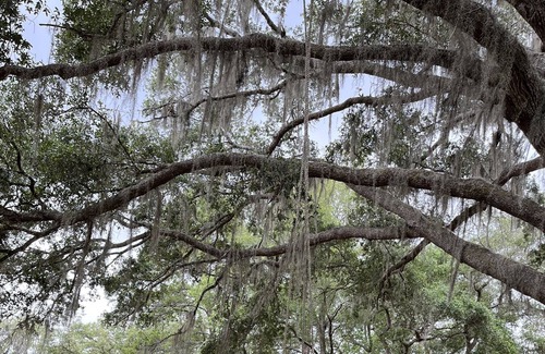 Dunnellon Cottage | TREE HOUSE! OFF THE GRID STAY! 10 minutes to Rainbow River 20 minutes to WEC