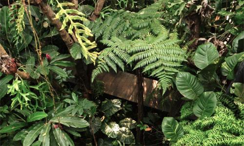 Buon Ma Thuot House | TROPICAL GARDEN Homestay
