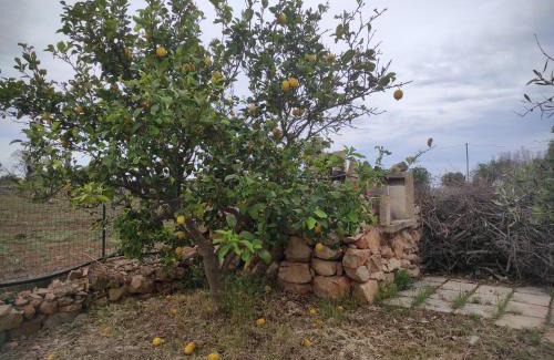 Racale Apartment | Trullo Contrada Specchi