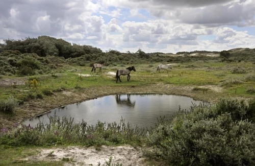 Adinkerke House | Vakantiehuisje aan zee vlakbij Plopsaland en het strand - Casa Memphis