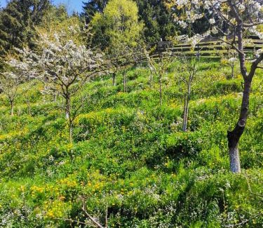 Moeciu de Sus House | Valea Dorului Guest House