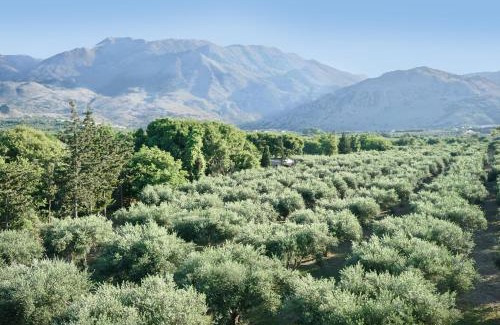 Asprouliani Apartment | Vardis Olive Garden