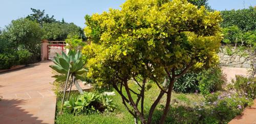 Villaggio Piras Apartment | Villa Ginestra