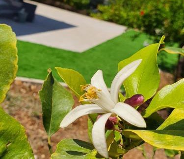 Scopello House | Villa Lindi