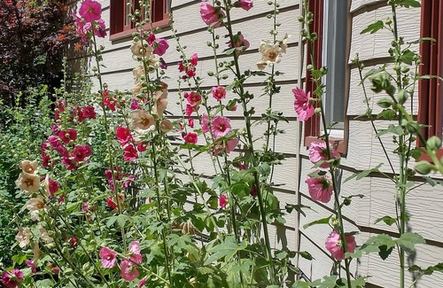 Wallace House | Vintage charm in the Silver Valley
