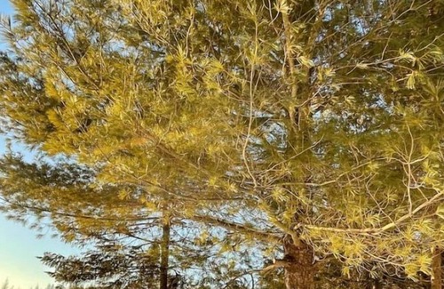 Chertsey Cabin | Vrbo Property