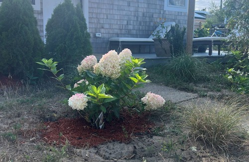 Provincetown House | Walk to the beach from this newly renovated Provincetown beach point cottage.