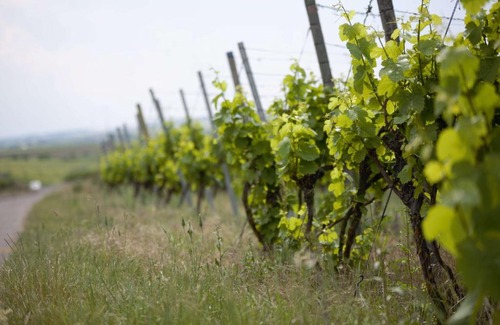 Seinsheim Hotel | Weingut Schilling