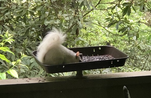 Pisgah Forest House | White Squirrel Lodge - Family friendly, pond & stream, breezy porches & wildlife