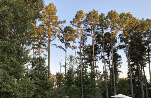 Tyler House | Whitetail deer ranch experience! Observe the raising and caring for of WT deer.