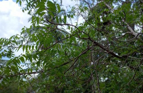 Udawalawa Hotel | Wild Safari Nest Udawalawe