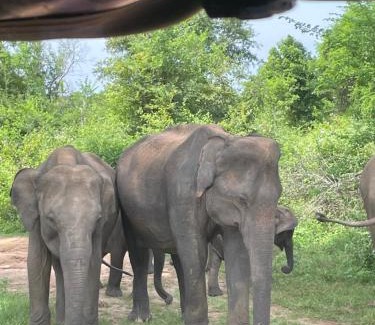 Udawalawa House | WildSky HomeStay