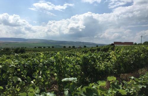 Turda Bed & Breakfast | Wineyards Salin