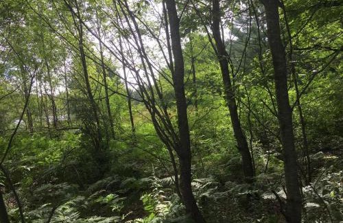 Kingsley House | Woodsy and Private- Dream House on a 7 Acre Pond