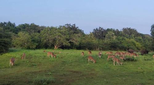 Kataragama Other | Yala Expeditions