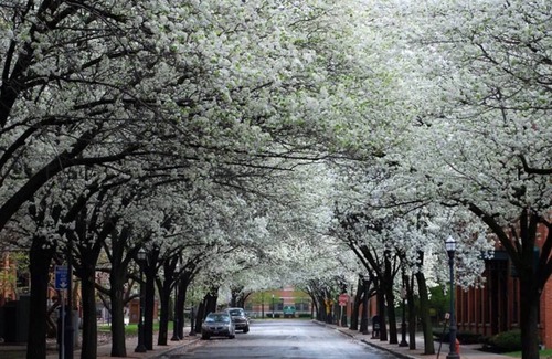 Downtown Syracuse Apartment | Your Ideal Urban Oasis in the Heart of Syracuse