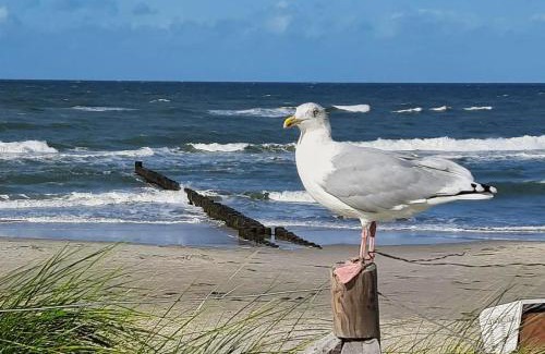 Zingst House | Zimmer " Sonnenschein"