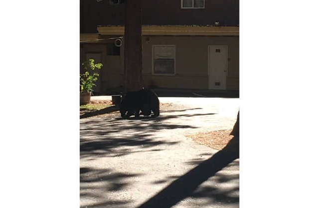 12-The Wee Washoe pet-friendly studio, # 12