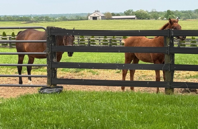 3 bedroom cottage on horse farm close to Kentucky Horse Park, Keeneland, the Ark