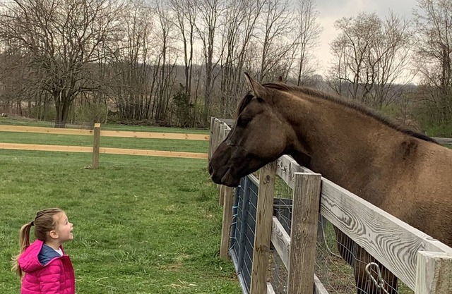 A One Eyed Horse farm - Historic house and ANIMAL SANCTUARY