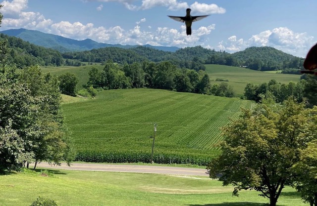 Andy's View- Enjoy a quiet mountain getaway near Franklin, North Carolina