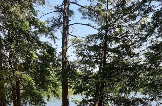 Armishaw Lake Muskoka cottage on a private lake!