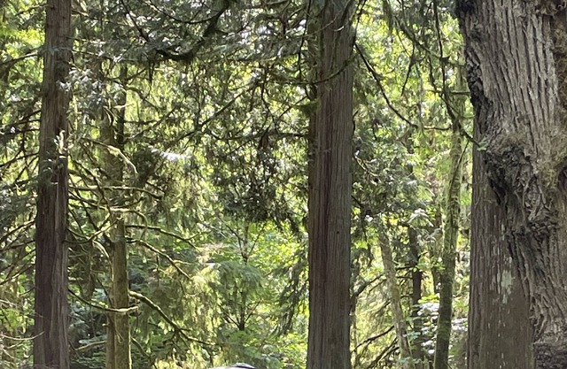 Audrey the Vintage Airstream nestled in 6 acres of old growth forest