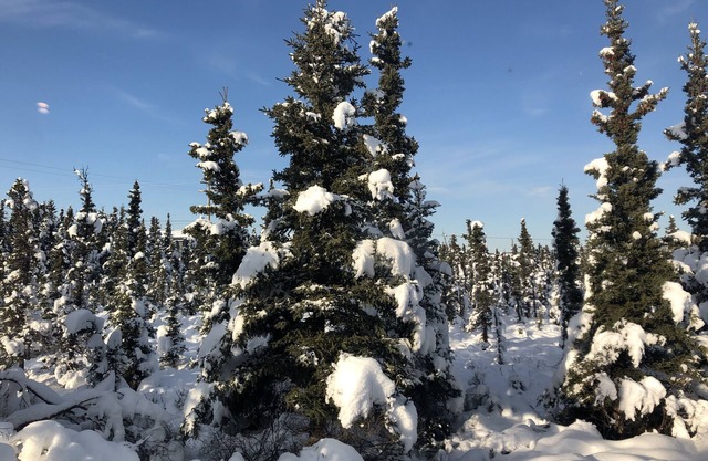 Aurora Denali Lodge