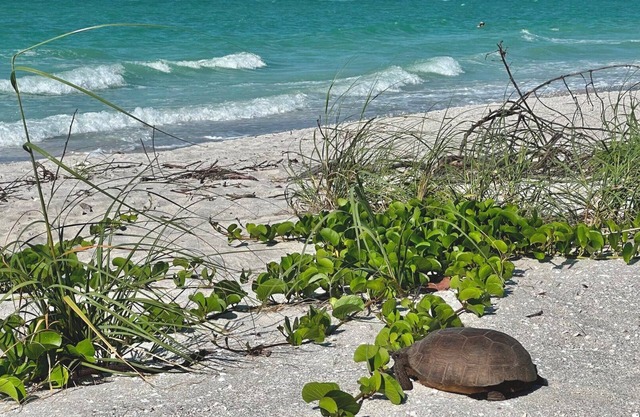 Beach it at The Atrium - 3br + Den, sleeps 8.