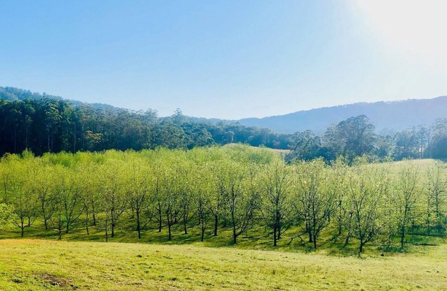 Bellbowra Farmstay - Pet Friendly - Nambucca Valley