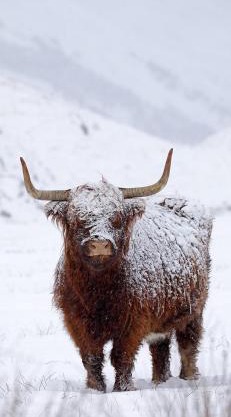 Ben Nevis Manor Lodge & Indoor Private Hot-Tub