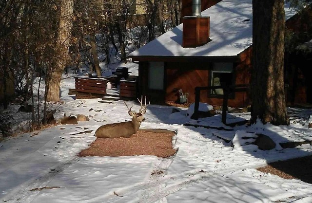Cabin in the woods next to the Broadmoor and crazy close to trailheads