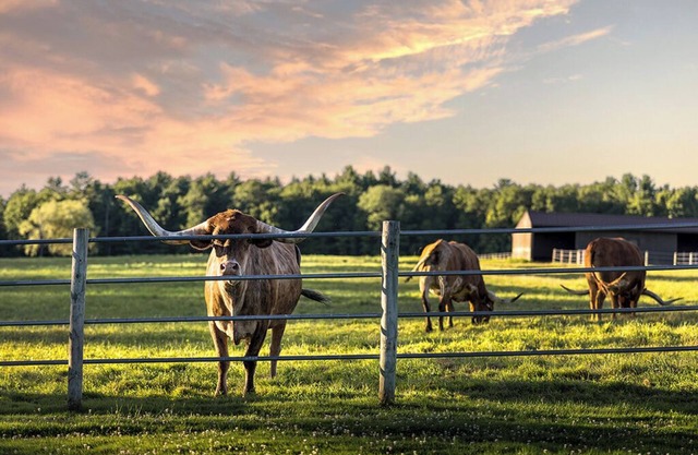 Cattle Drive Suite @ Driftwood Ranch - a Horse and Cattle Ranch - White Lake, NY