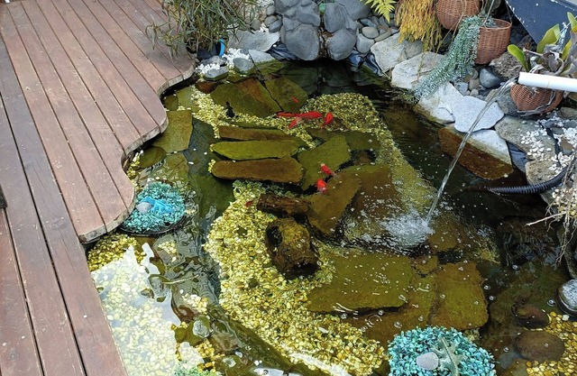 Cosy one bedroom studio in a Serene backyard. Minutes away to all amenities