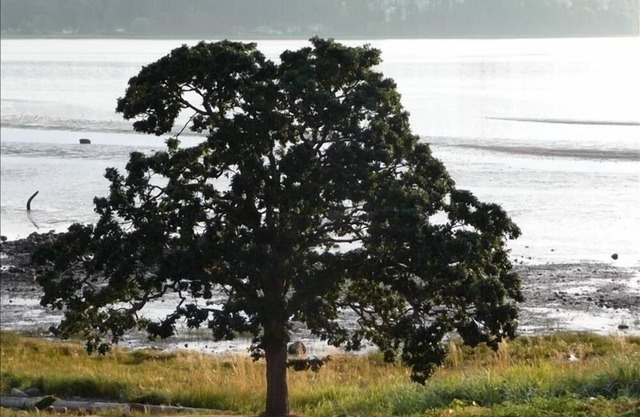 Courtenay Beach House - Minutes to golf ski fishing