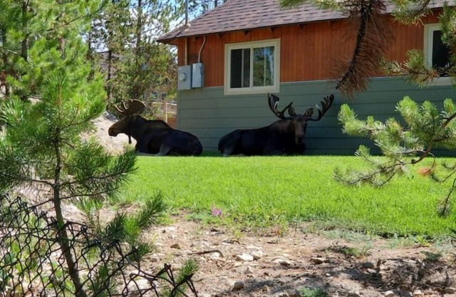 Cozy Blackhawk Cabin