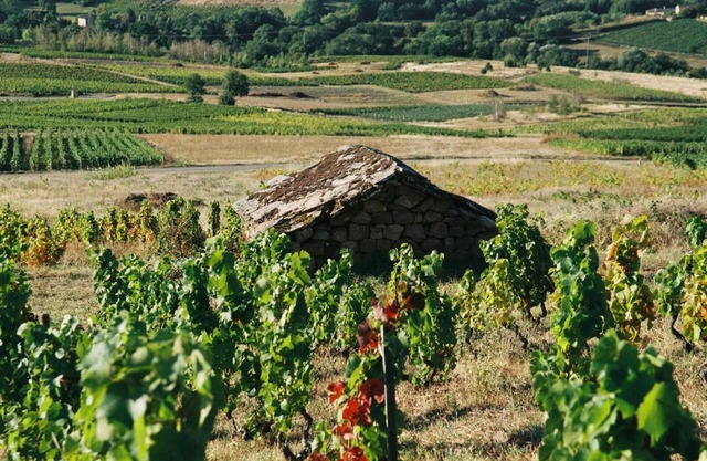 De Pierre et de Vigne
