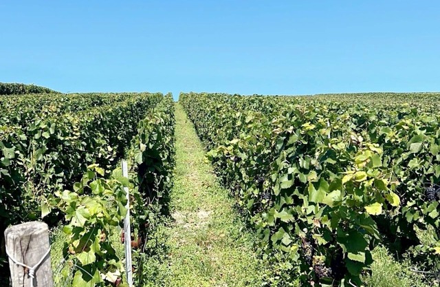 Family gîte in the Champagne vineyards