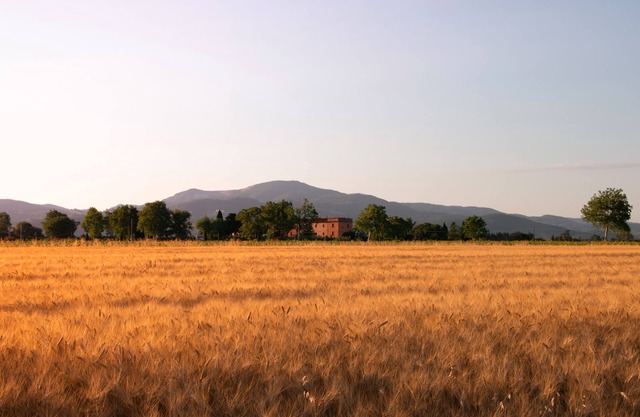 Farmhouse Pescinone - Poppy, country and sea