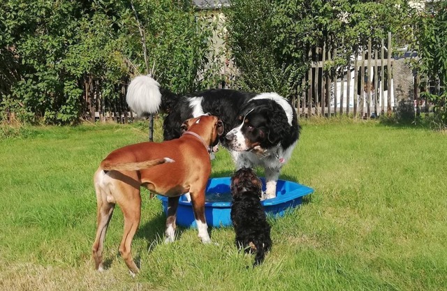 Ferienhof Höhensonne - Vacation with dog - Holiday apartment 1, 3 bedrooms