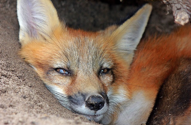 Florida Breeze - Wildlife Sanctuary