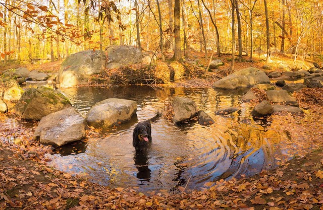 Fox Field Cottage in Arden | 10 min to Riverfront