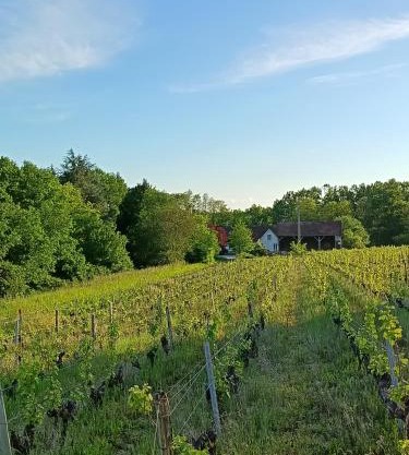 Gîte au coeur d'un vignoble